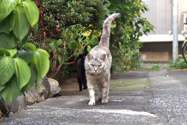 ２　銀の左にアカシ