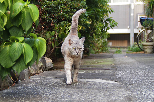 銀　端に向かうとみせかけ