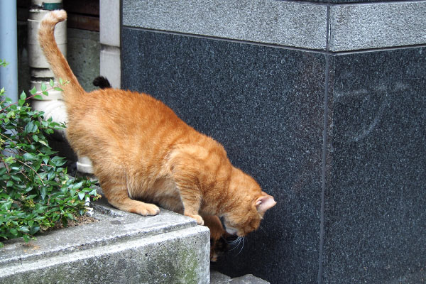 リコに出したオヤツを食べてたカブ