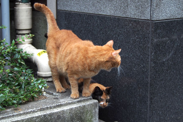 はにゃ～カブ　リコちら