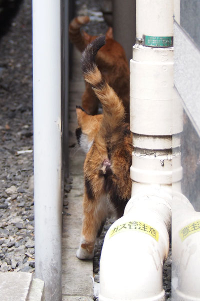 カブ先頭でビルへ戻るリコのお尻