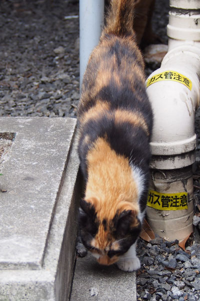 リコ　食べる