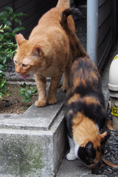 カブ現れすぐ食べる