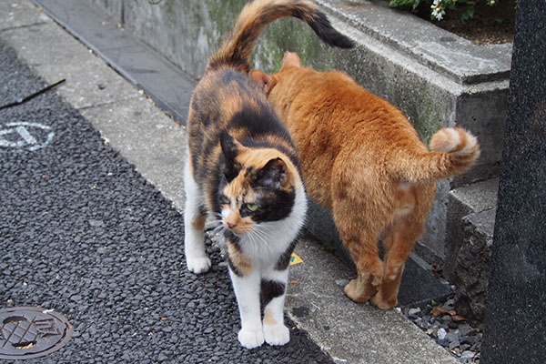 歩道に出て来て　リコとカブ