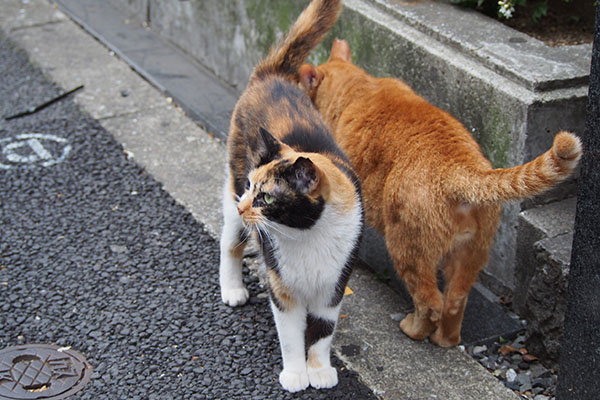 歩道に出て来て２　リコとカブ