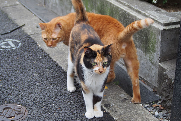 歩道に出て来て3　リコとカブ