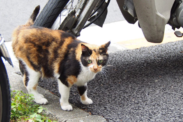 撮るヒトを見る　リコ