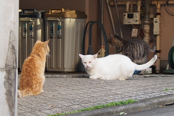 落ち着くチロル　イカ耳