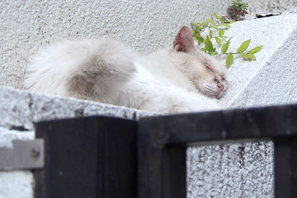 チロルの目の前の塀にメルさん