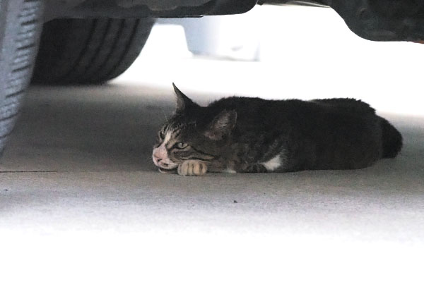 車の下で寝ていたキャロル