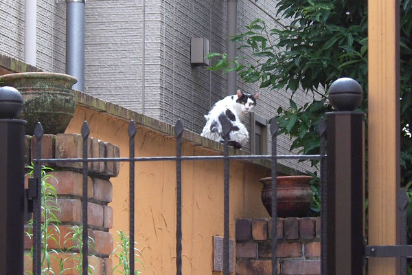 塀の上にモケモケ坊