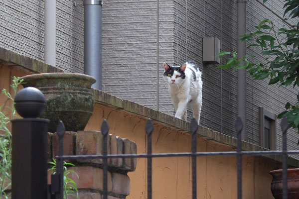 こちらに来る　坊