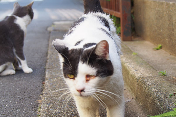 モケモケにピント行く　坊とちびにゃん