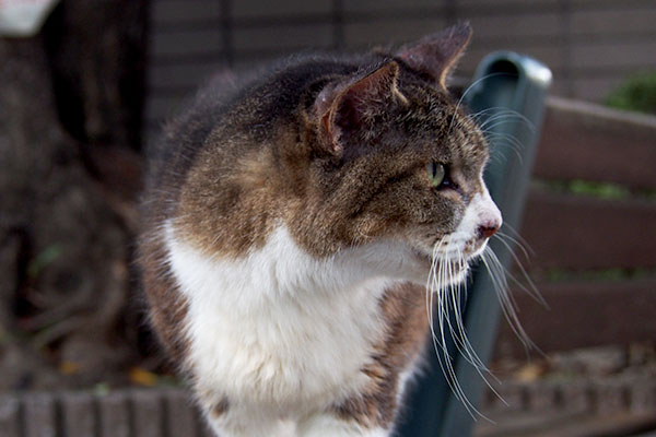 フォックスの居そうな方向を見る