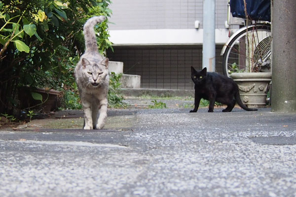 １　鳴いている銀アカシも