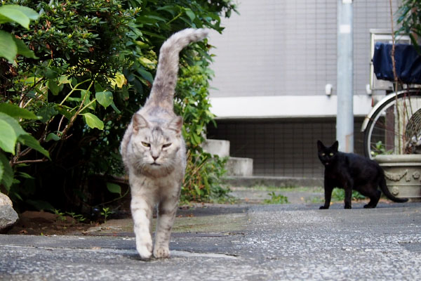 １　銀のしっぽ　アカシも