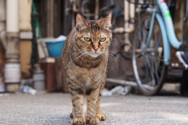 強そうに見える　あき