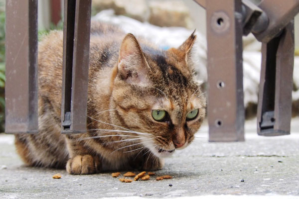 食べる　あき