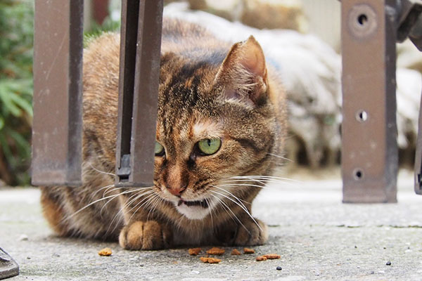 怖い顔で食べる　あき