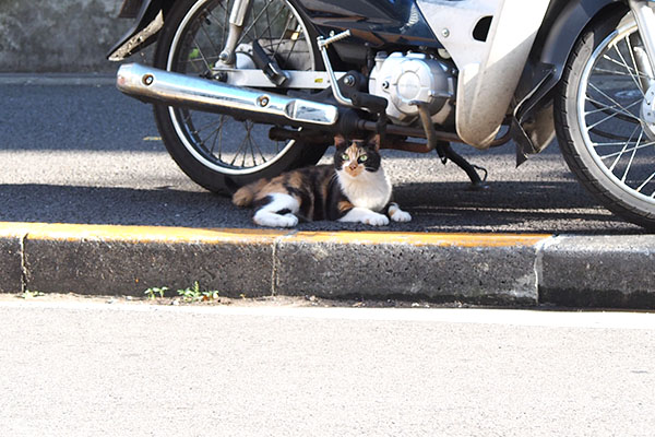 リコ　バイクの下