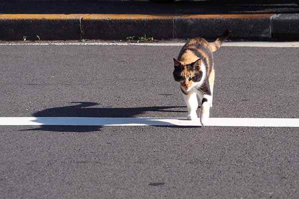 リコ　道路横断中　影と