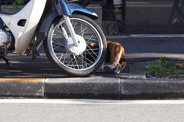 元の場所へリコ