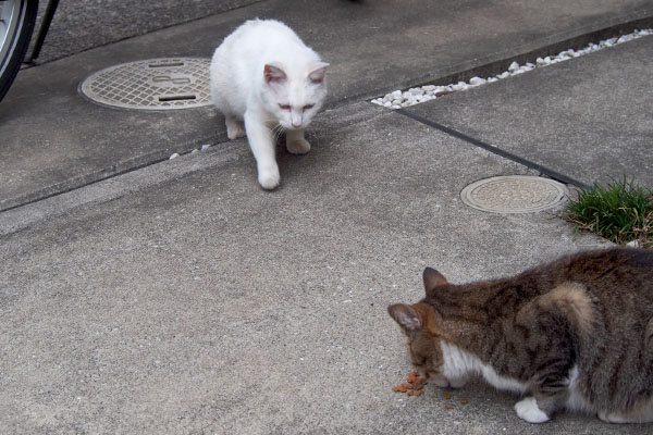 リリが一度引いた　サーヤ食べる