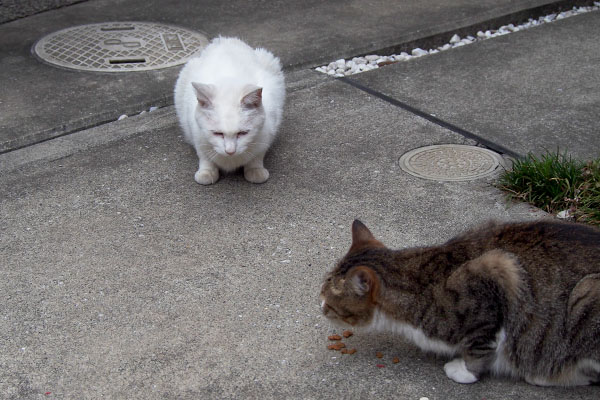 横取りをしないリリ