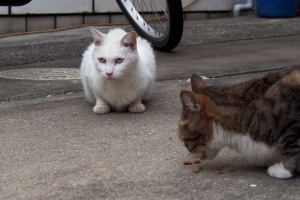 元気がないように見えるリリ