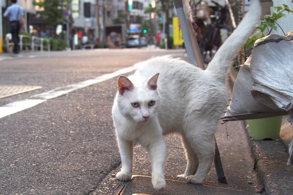 道路に出ちゃったリリ