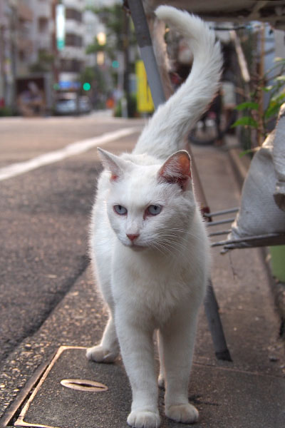 尻尾立てて　リリ　縦