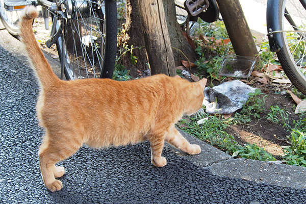 不審物に接近する　カブ