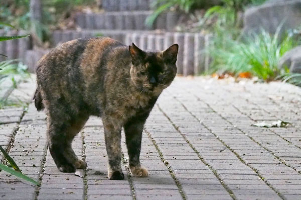 お顔が怖い　ラコ