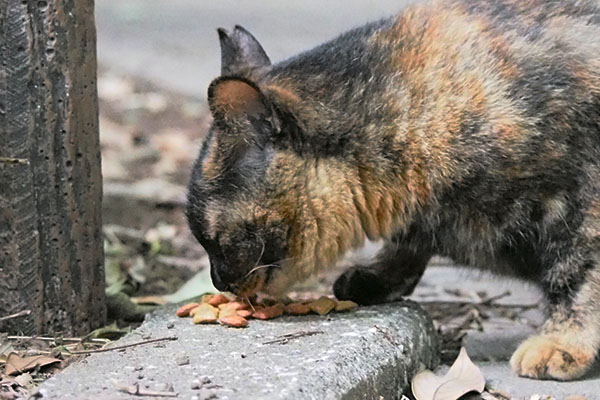 気にせず食べる　ラコ