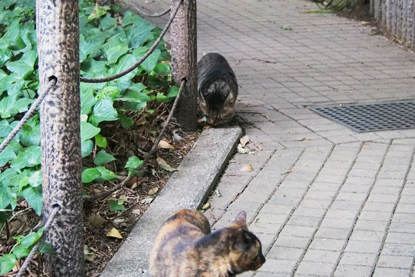 背後より大きな顔の猫　トッキー