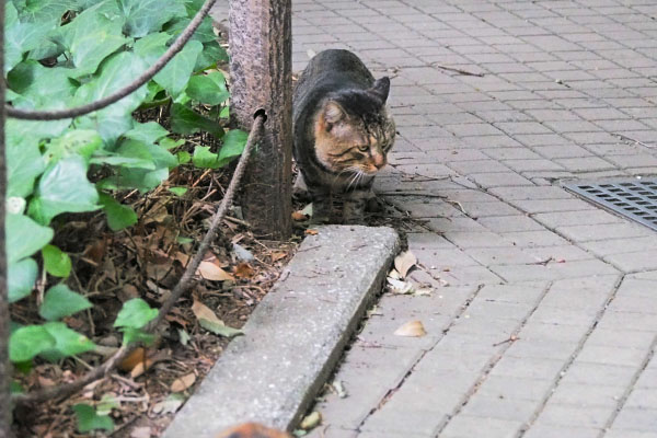 ちょっとしか残ってなかった　トッキー