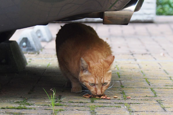 走って出て来たポー