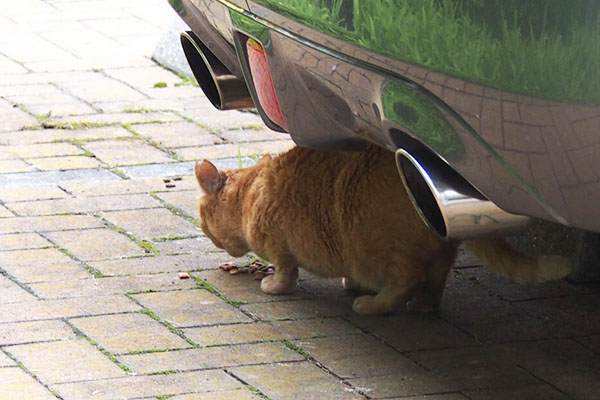 ポーの背中　離れて完食を待つ