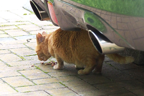 少しは食べてる　ポー