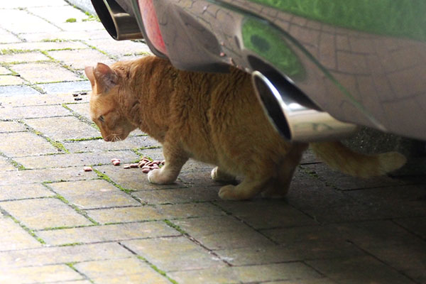 一応食べるけど　ポー