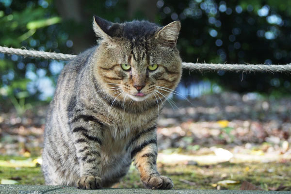 目が小さいけどお顔は大きい　トッキー