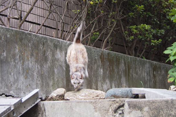 塀からコワイ顔で下りて来る銀