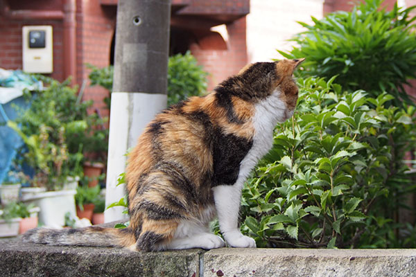 そして食事を待つ　オトワ