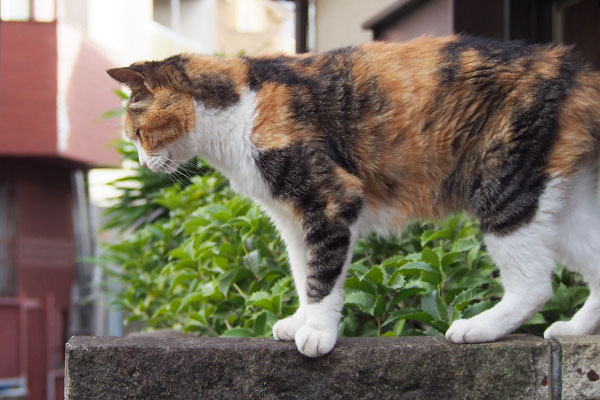 わんちゃんを見る　オトワ