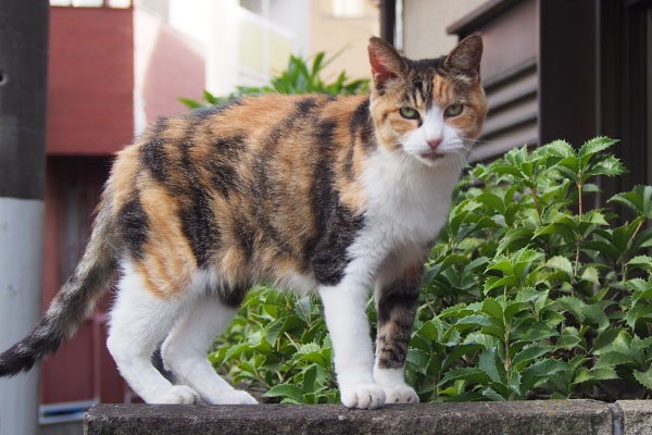 カメラ目線　オトワ