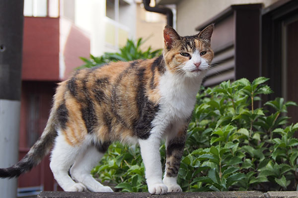 あくび後の顔　オトワ