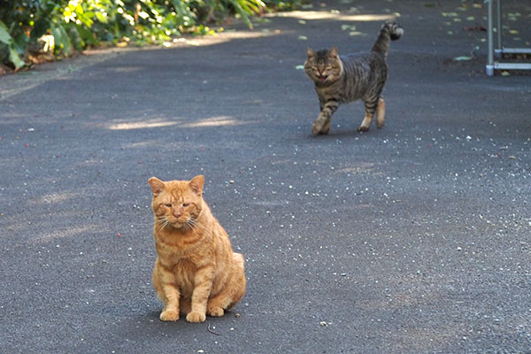 後ろにトッキー　しっぽ上