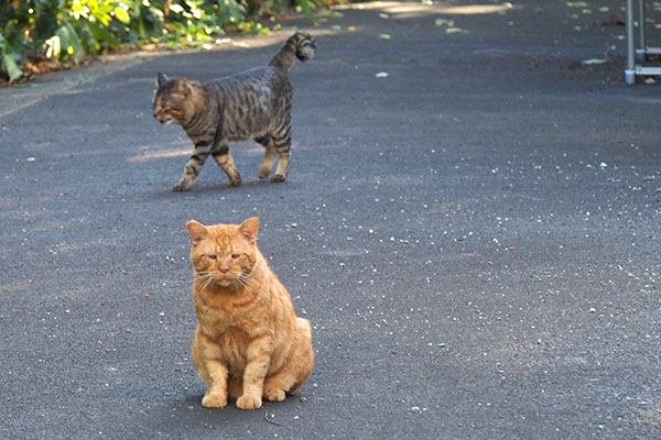 歩くしっぽ上げたトッキー