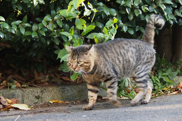 トッキー　幸せが引っかかりそう