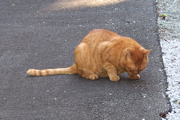 しっぽ伸ばして召し上げるコルレ